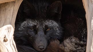 silberfuchs