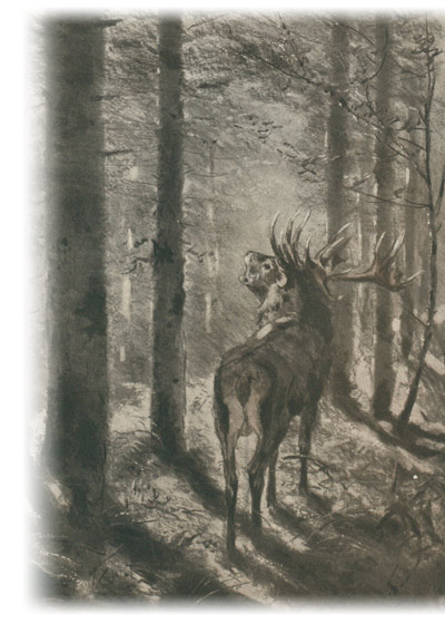 hirsch