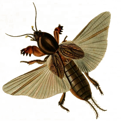 Europäische Maulwurfsgrille - John Curtis (1840) maulwurfsgrille, Gryllotalpa gryllotalpa