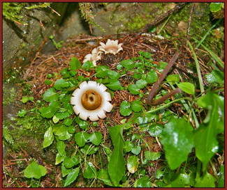 Gewimperter Erdstern