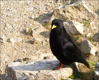Brotzeitadler alias Alpendohle