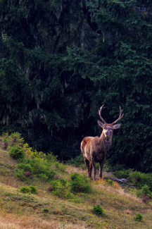 Hirsch III (WagnerAlex)
