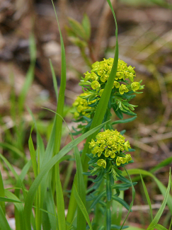 Zypressen-Wolfsmilch