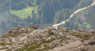 Jung-Steinbock