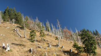 Waldsterben