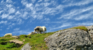 Schafe am Hinteren Alpjoch
