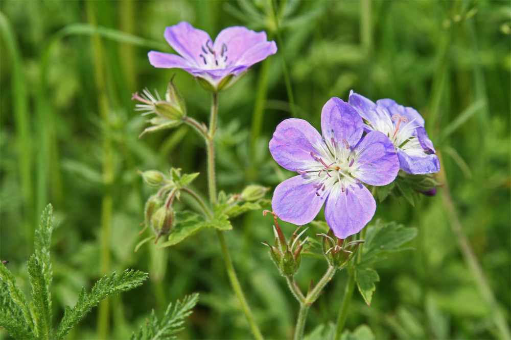 Wiesen-Storchschnabel