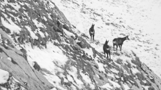 Gemsenfamilie im Winter