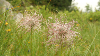 haarmänndle haarmändle haarmännle anemone