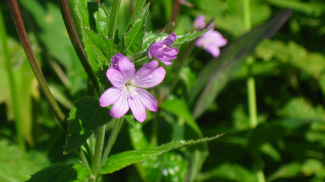 Quirlblättriges Weidenröschen