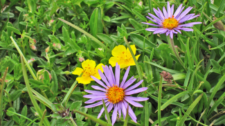 Alpen-Aster und Sonnenröschen