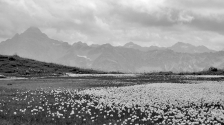 Wollgras im Engeratsgund