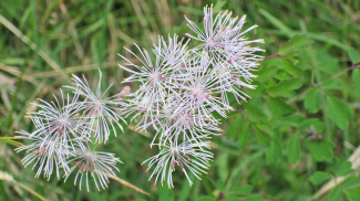 Akeleiblättrige Wiesenraute