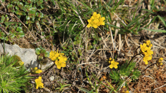 Immergrünes Felsenblümchen