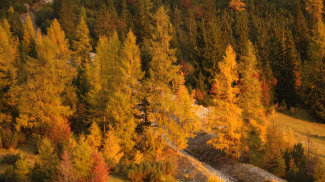Lärchengold