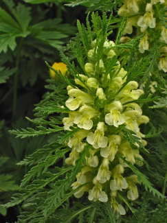 Läusekraut, Beblättertes