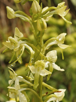 Waldhyazinthe