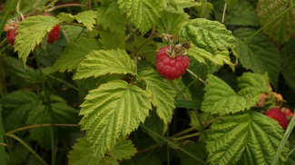Himbeere