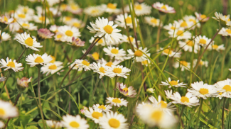 Gänseblümchen