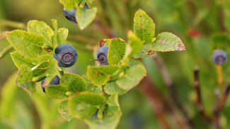 Heidelbeeren