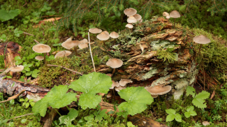 noch unbekannter Pilz
