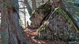 koppachstein  nagelfluh