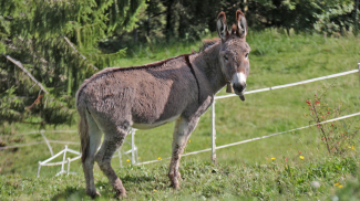 Alpvieh Hompessenalpe