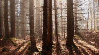 nebel, licht und schatten