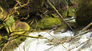 argen  zwinger  eistobel