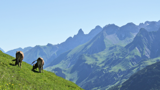 haldenwanger kopf trettach jungvieh rinder