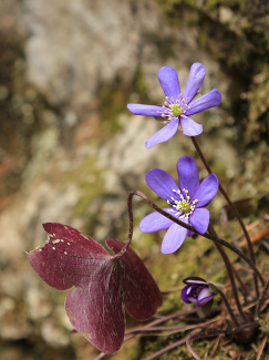Gewöhnliches Leberblümchen