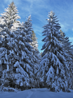 Wald bei Ettensberg