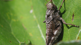 gefleckte schnarrschrecke bryodemella tuberculata feldheuschrecken
