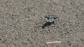 berg-sandlaufkäfer cicindela sylvicola