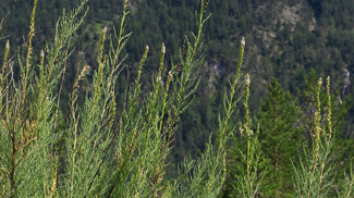 deutsche tamariske myricaria germanica wildfluss