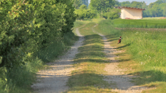 Via Claudia Augusta bei Kleinaitingen - ein Fasan nutzt die alte Straßentrasse