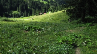 zum pfad