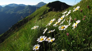 blumenpracht