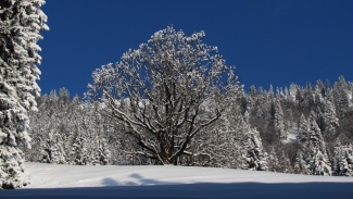 winterimpression