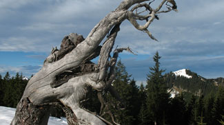 wurzelstock
