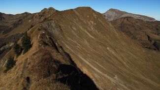 hochstarzel