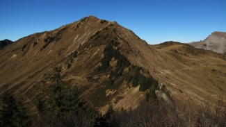 grünhorn