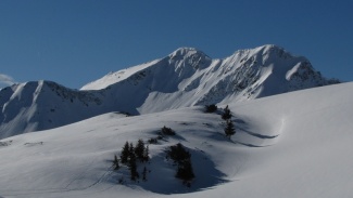 grünhorn
