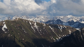fellhorn
