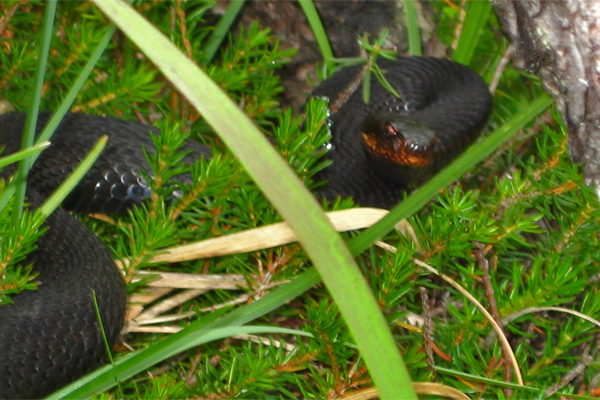 höllenotter