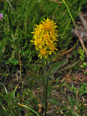 blume
