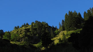 lichter wald