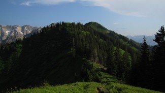 heidelbeerkopf