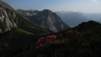 rubihorn