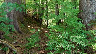wildberg halsgraben